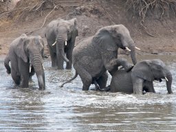 Western_Corridor2009-34